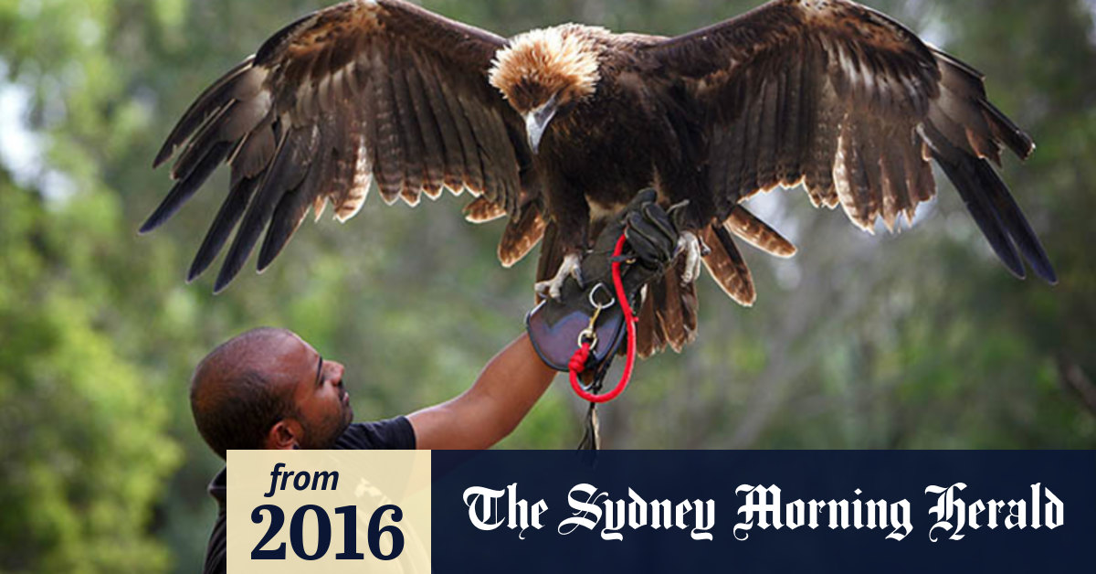 Video Teaching an eagle how to fly